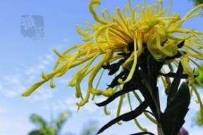 国产爆菊花,绽放民族特色的创新之花